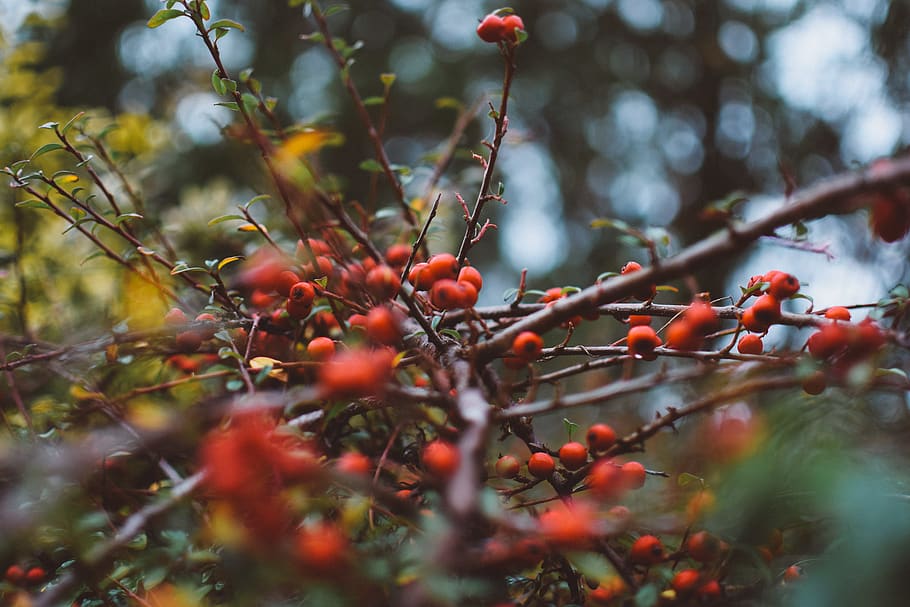 tree, autumn, red, bokeh, forest, leafs, rain, watter, fruit HD wallpaper