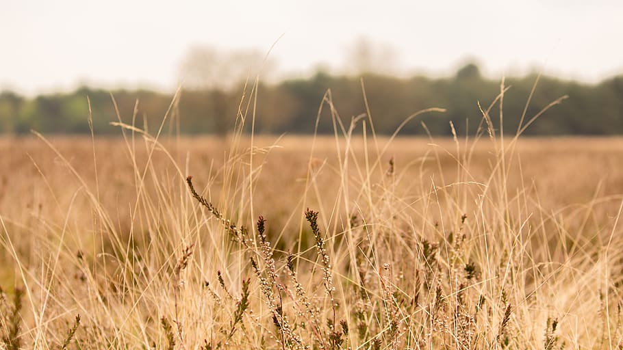 brown grassland during daytime, plant, field, growth, nature HD wallpaper