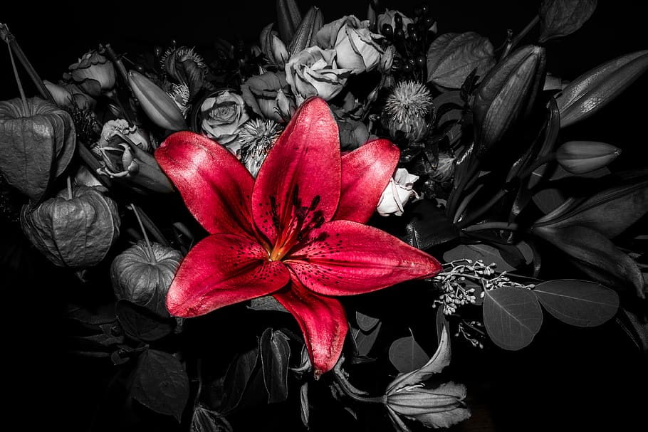 red, isolated, shadow, bloom, blossom, nature, rose, petals HD wallpaper