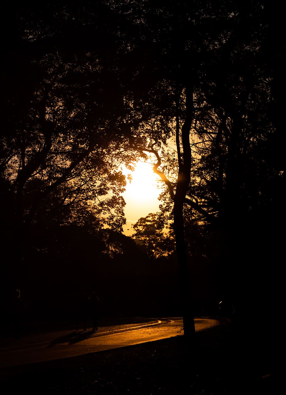 sunrise, dawn, forest, tree, plant, silhouette, sunlight, nature HD wallpaper