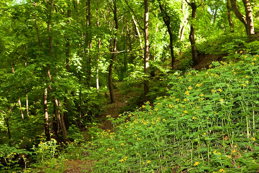 nature, outdoor, scene, scenery, scenic, summer, tranquil, tree HD wallpaper