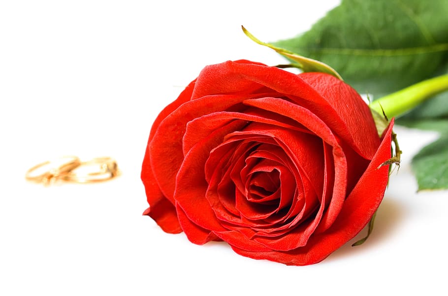 rose, flower, ring, red, white, love, closeup, isolated, decoration HD wallpaper
