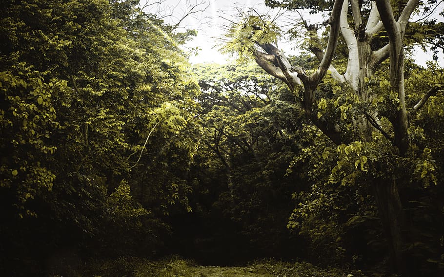 forest during daytime, tree, plant, vegetation, tree trunk, nature HD wallpaper