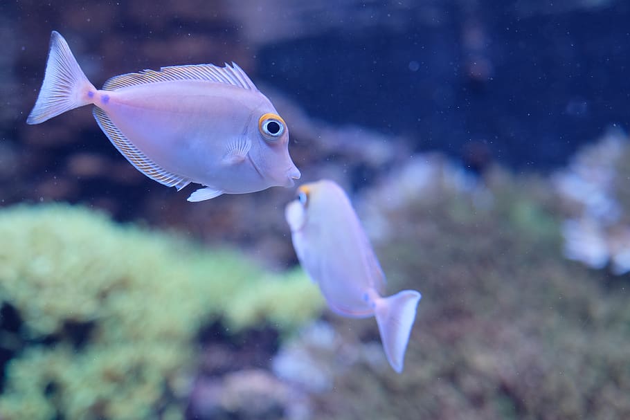 two gray fish, animal themes, animal wildlife, sea, water, animals in the wild HD wallpaper