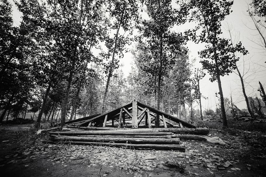 forest, wood, china, tree, plant, land, nature, growth, day HD wallpaper