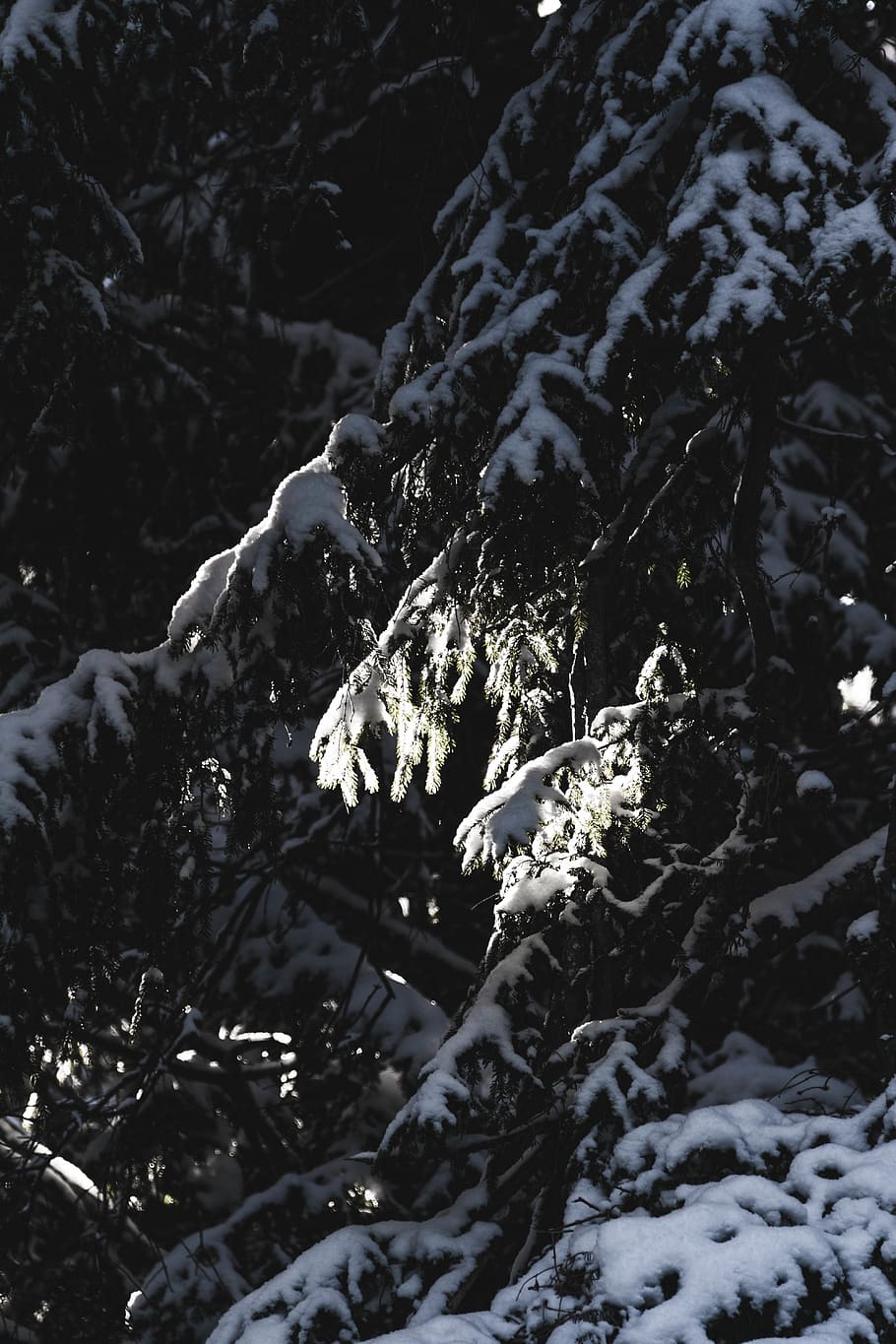 green pine tree covered by snow, nature, outdoors, ice, switzerland HD wallpaper
