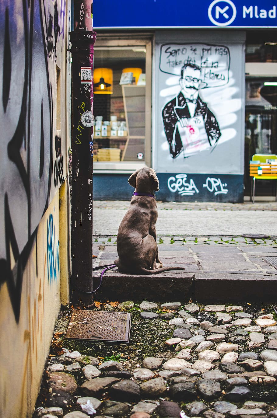 brown dog sitting, text, sticker, label, slovenia, ljubljana HD wallpaper