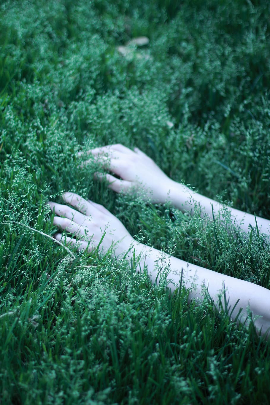 green grasses, outdoors, plant, vegetation, finger, nature, hand HD wallpaper
