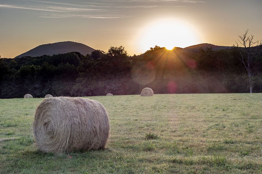 field, fields, prairie, hill, agriculture, rural, landscape HD wallpaper