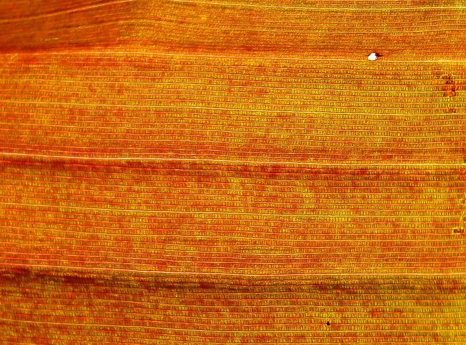 plant, texture, design, urban, leave, leaf, backgrounds, full frame HD wallpaper