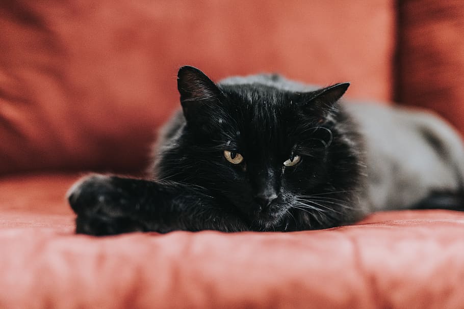 cat lies on sofa, mammal, pet, animal, black cat, manx, kitten HD wallpaper