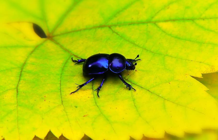 blue beetle on leaf, insect, invertebrate, animal themes, animal wildlife HD wallpaper