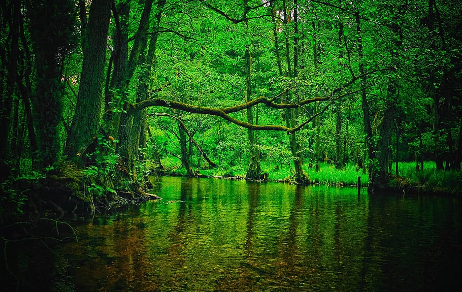 forest, river, nature, tree, wild, scenery, green, water, torrent HD wallpaper