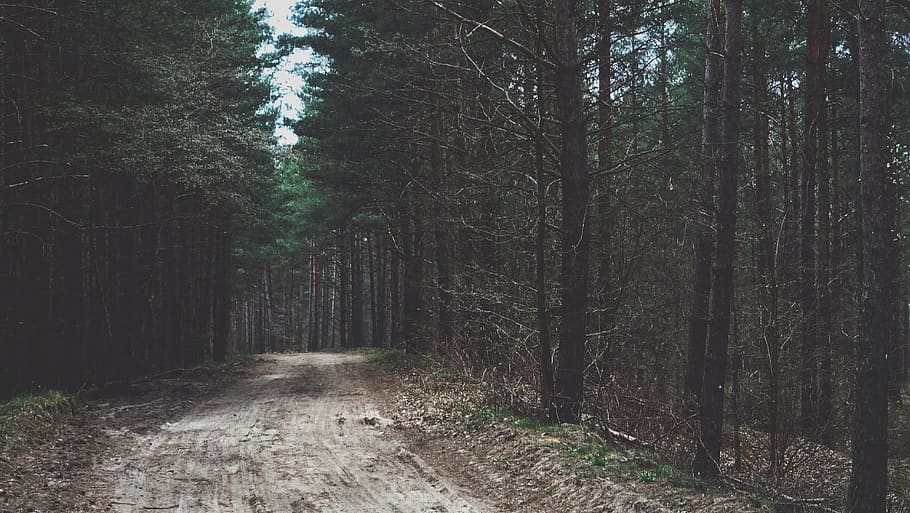 gray walkway surrounded by green trees, nature, forest, outdoors HD wallpaper