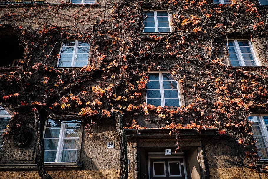 germany, berlin, leaves, facade, architecture, windows, building exterior HD wallpaper