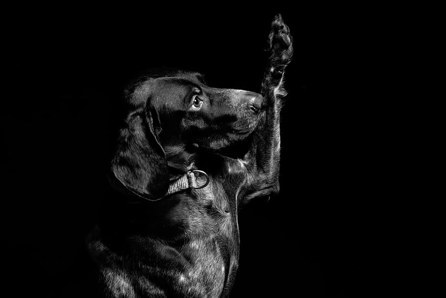 short-coated dog, mammal, one animal, animal themes, domestic animals HD wallpaper