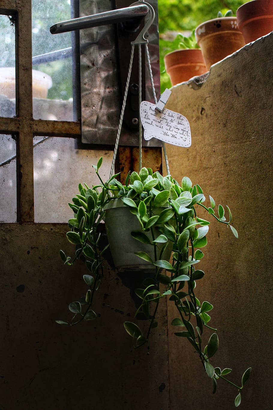plants in vase, potted plant, growth, leaf, plant part, no people HD wallpaper