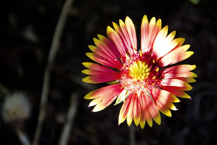 garden, flower, bloom, petals, flowers, macro, red, leaves HD wallpaper
