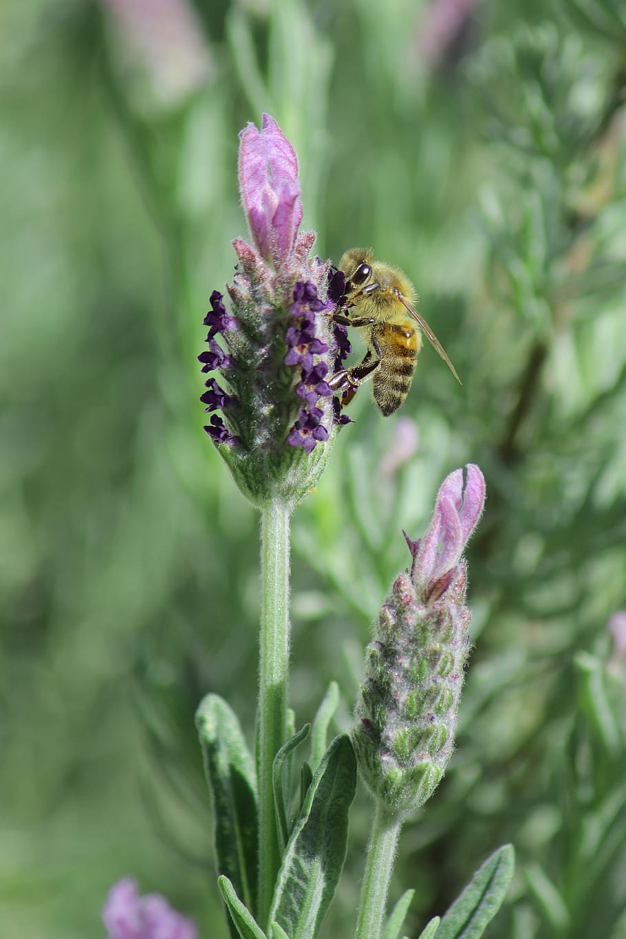 lavender, bee, insect, flowers, nature, macro, flowering plant HD wallpaper