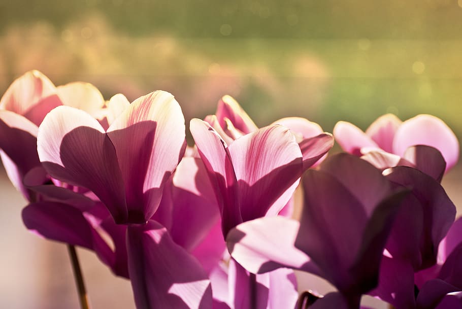 petals, plants, light, pink, magenta, flowers, hyacinths, flowering plant HD wallpaper