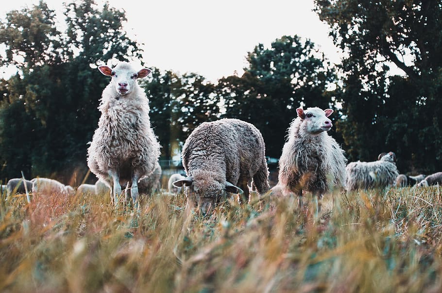 three white sheeps on grass, animal, mammal, köln, deutschland HD wallpaper
