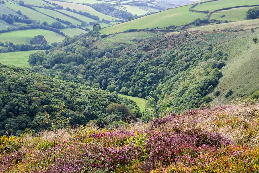 exmoor, landscape, england, nature, somerset, flower, pasture, HD wallpaper