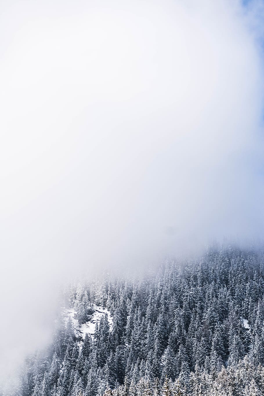 nature, plant, tree, abies, fir, outdoors, switzerland, snow HD wallpaper