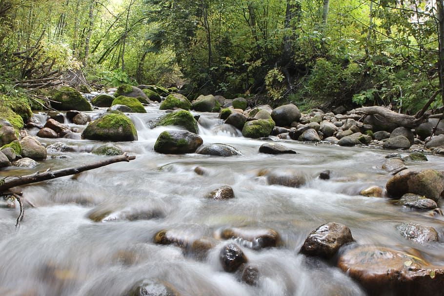 stream, forest, trees, water, river, rocks, solid, plant, flowing water HD wallpaper