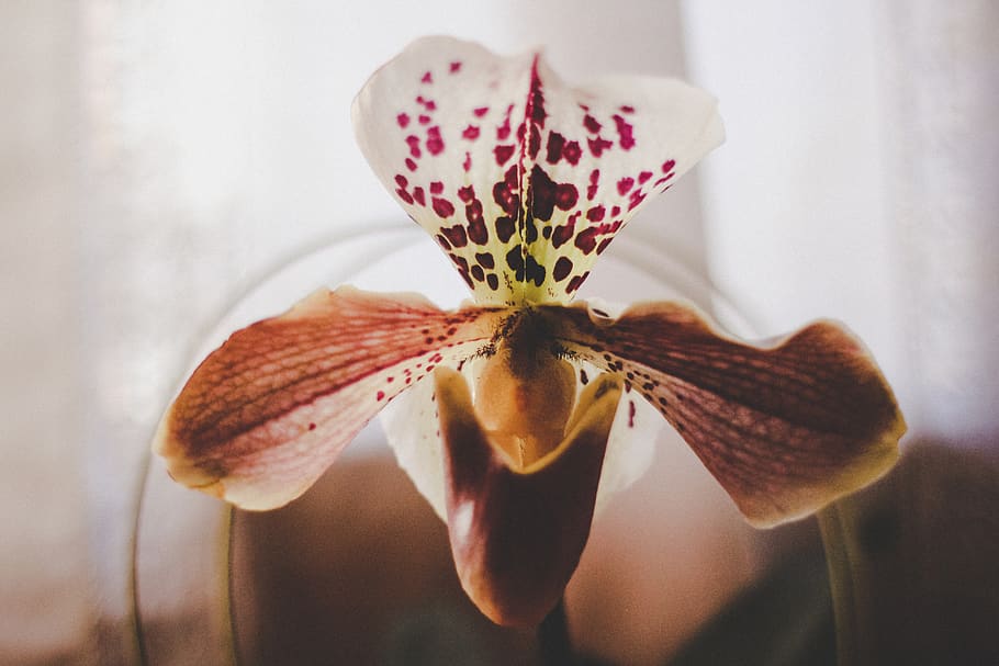 flowers, orchid, spring, white, violet, close-up, fragility HD wallpaper