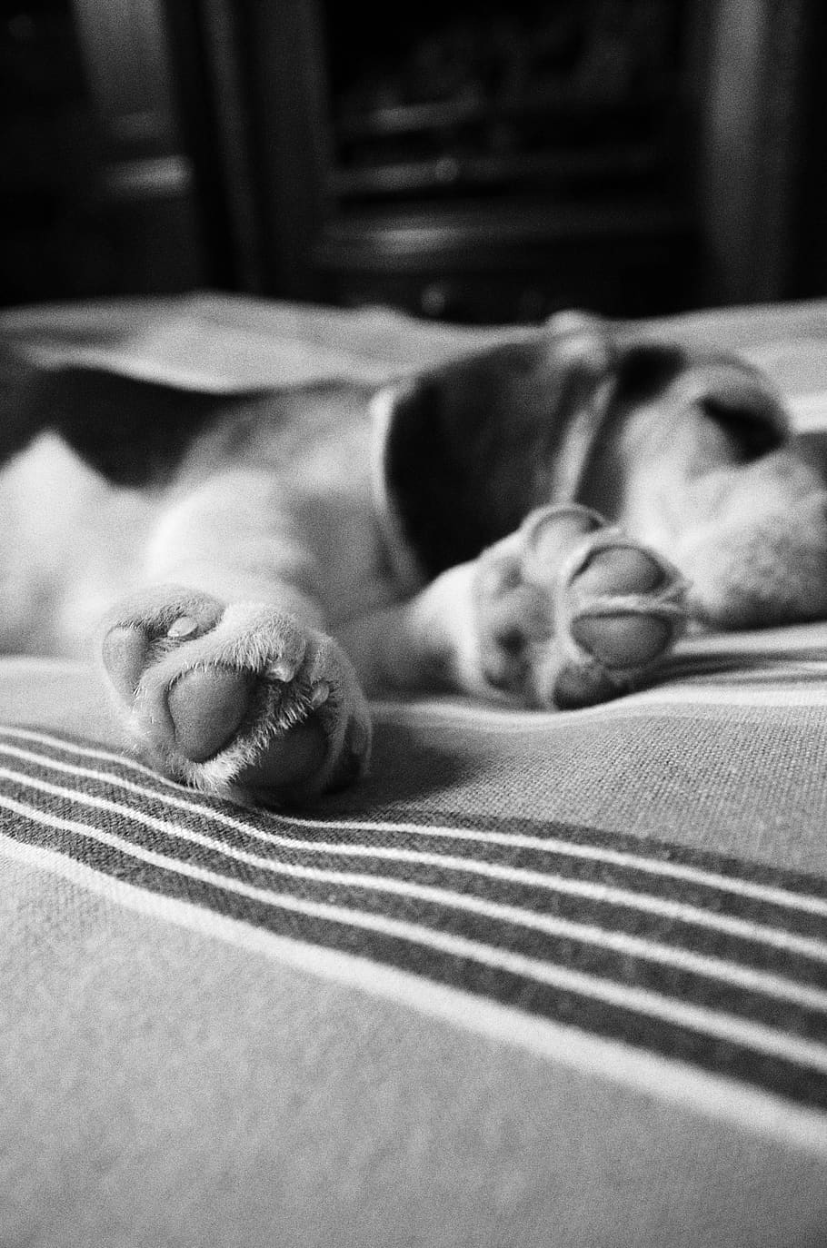 puppy, sleep, dog, pet, adorable, paw, canine, young, cute HD wallpaper
