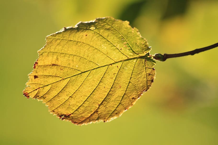 plant, tree, nature, leaf, plant part, close-up, autumn, change HD wallpaper