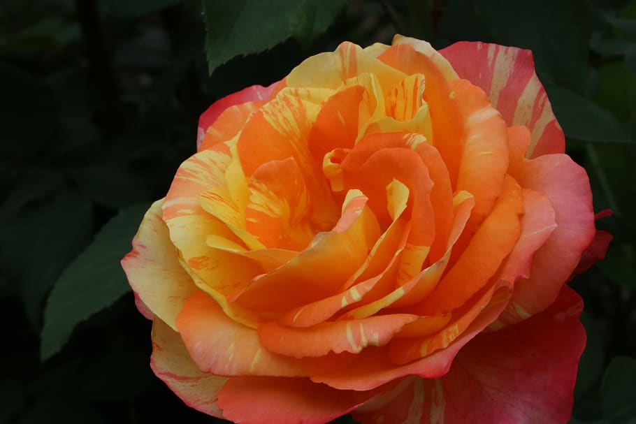rose, rose festival, park, fresh medium, flowers, plants, garden, HD wallpaper