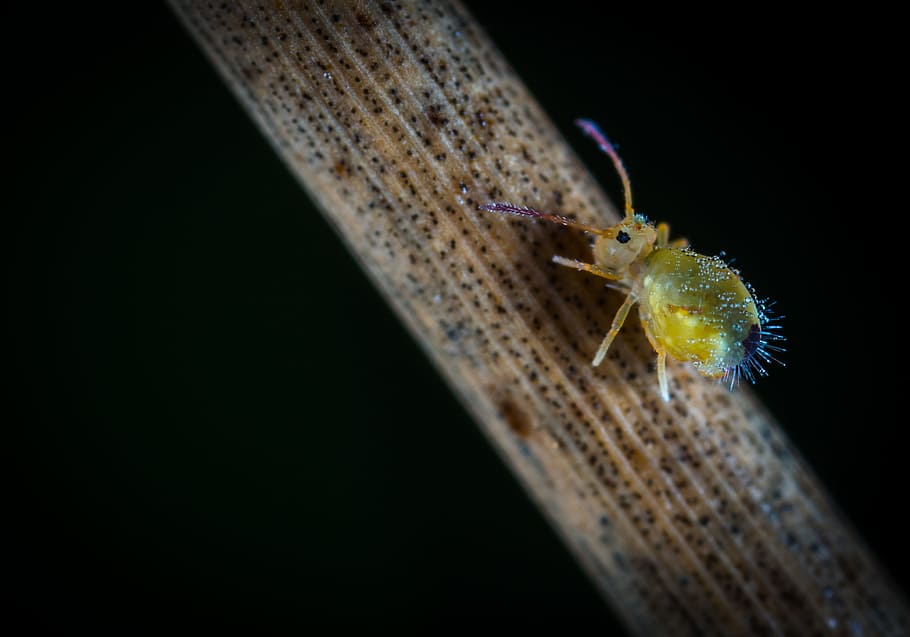 Macro Photography Of Yellow Six Legged Insect, bug, close-up HD wallpaper