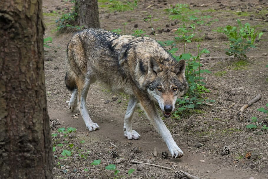 wolf, predator, grey wolf, animal, wild, forest, tree, animal themes HD wallpaper