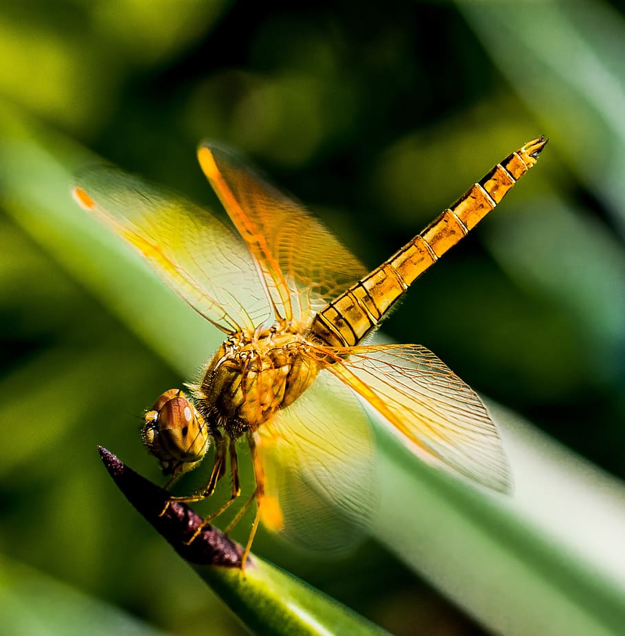 Yellow Black Dragon Fly on Green Leaf Plant, close-up, dragonfly HD wallpaper