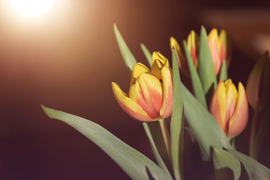 flowers, tulips, red, yellow, orange, tulip flower, cut flowers HD wallpaper