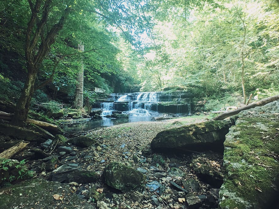 nature, waterfall, trees, forest, plant, land, flowing water HD wallpaper