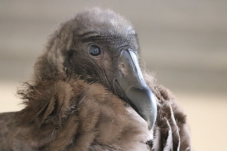 condor, bird, feathers, young, vulture, animal, head, eye, plumage HD wallpaper