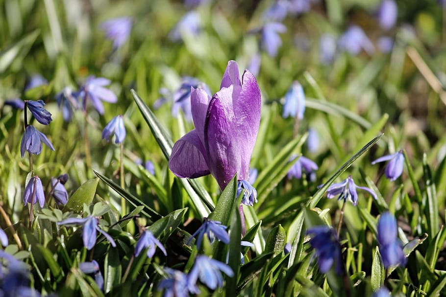 crocus, spring, violet, meadow, dog violets, lenz, early bloomer HD wallpaper