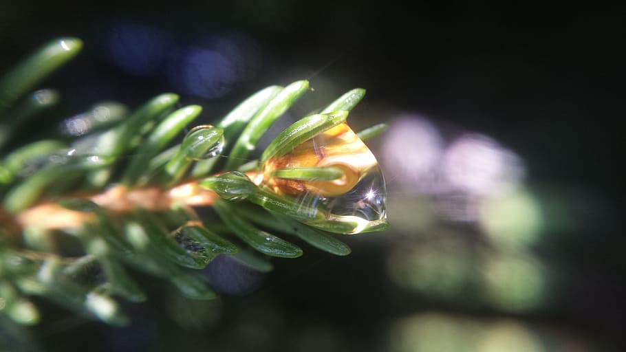 Pine branch covered in dew., pine tree, dew drops, evergreen HD wallpaper