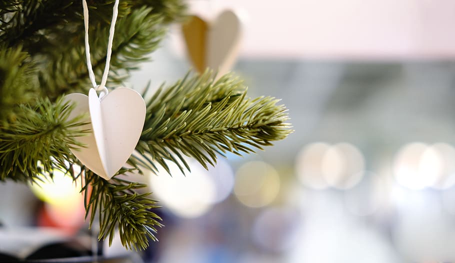 Close-up Photography of Heart Strings Hanging on Pine Tree, blur HD wallpaper