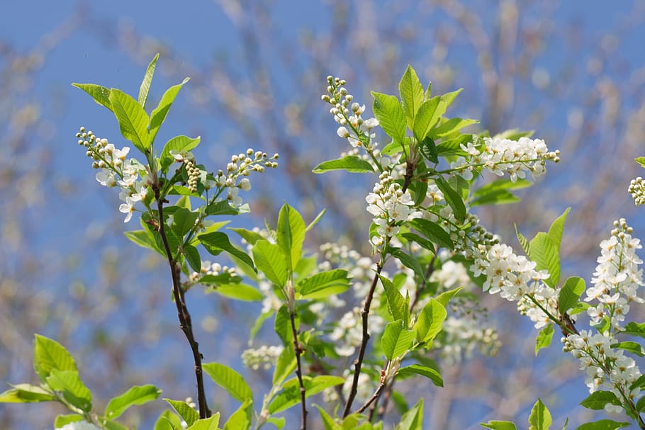 beautiful, blossom, bright, bunch, closeup, detail, flora, floral HD wallpaper
