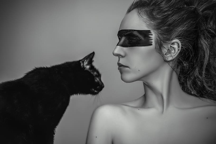 pets, domestic, domestic animals, one animal, cat, domestic cat HD wallpaper