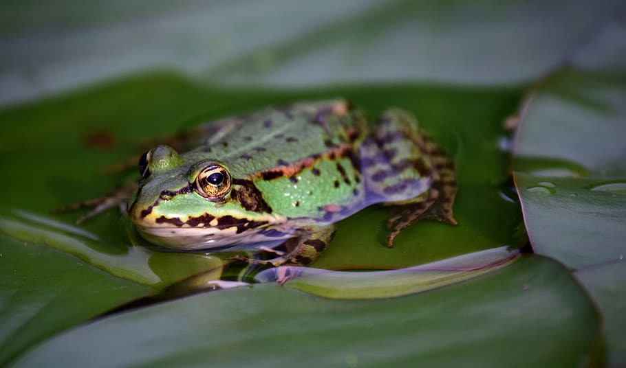 HD wallpaper: frog, green, green frog, pond, high, water, frog pond