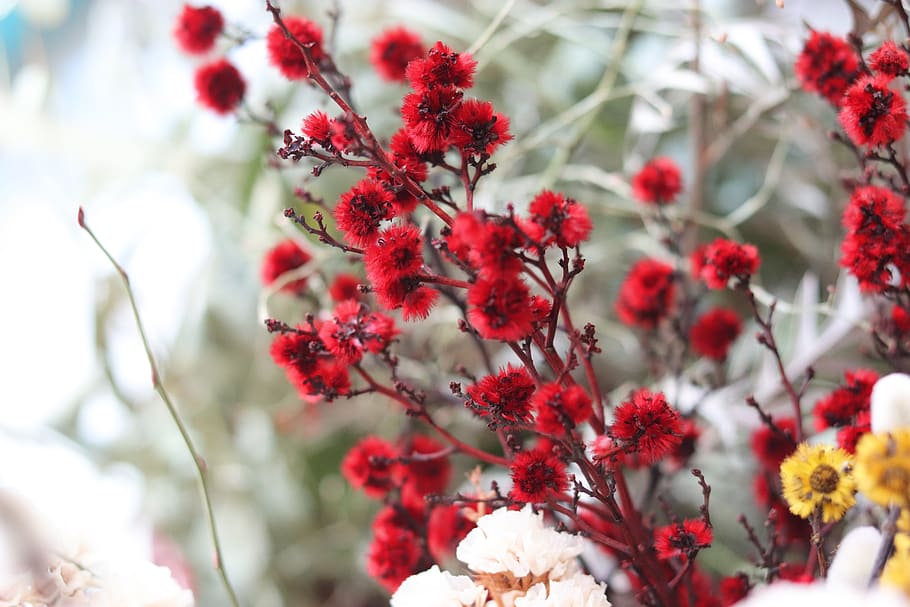 flowers, nature, red, gypsophila elegans, red flower, plants HD wallpaper
