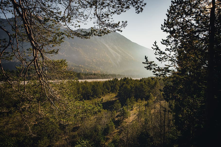 green-leafed trees, plant, abies, fir, conifer, nature, sunlight HD wallpaper