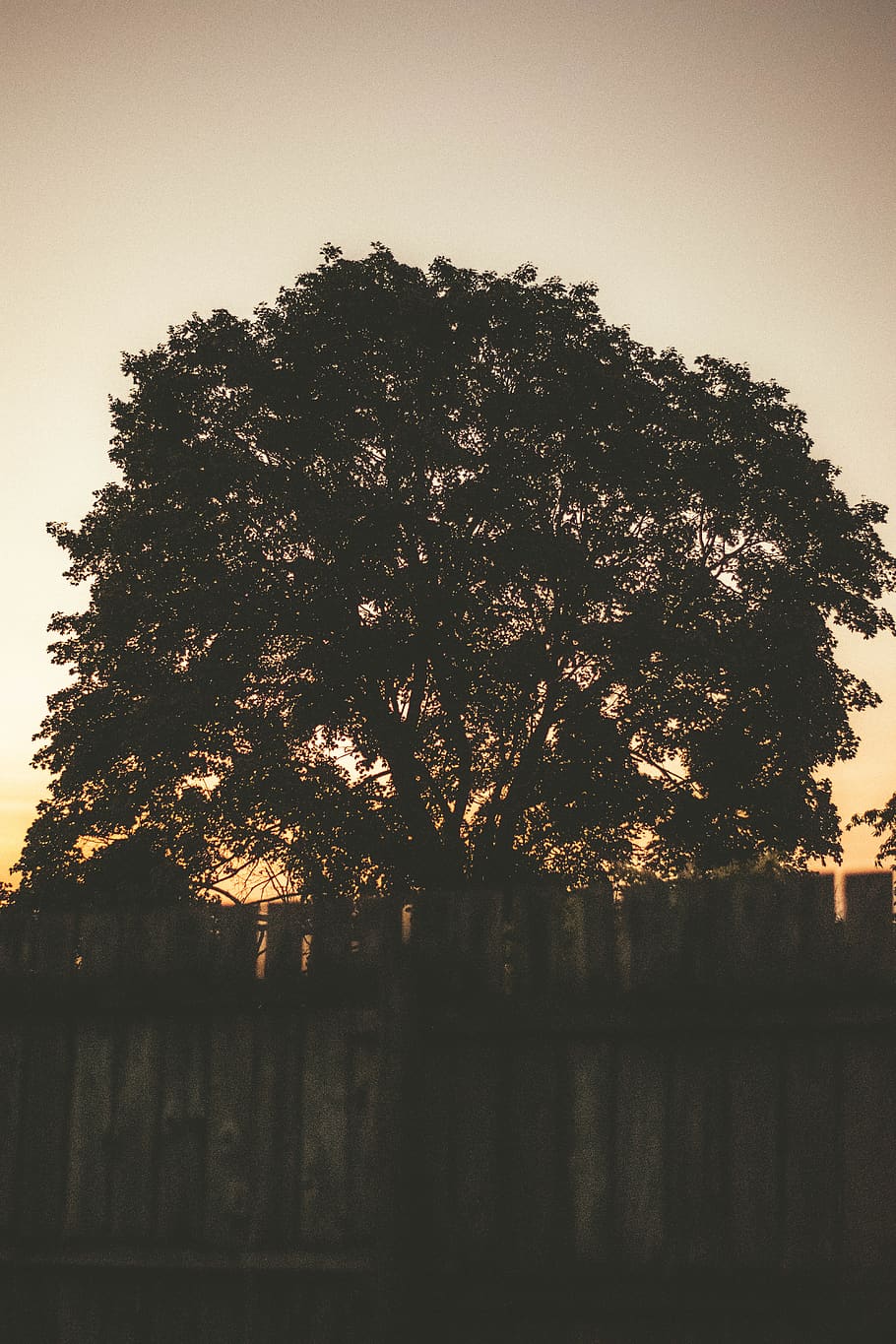 green tree under gray clouds, gradient, plant, sunset, oak, nature HD wallpaper