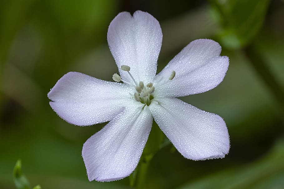 flower, bloom, white, botany, petals, dew, macro, flowering plant HD wallpaper