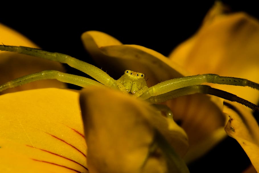 green insect, yellow, plant, close-up, growth, beauty in nature HD wallpaper