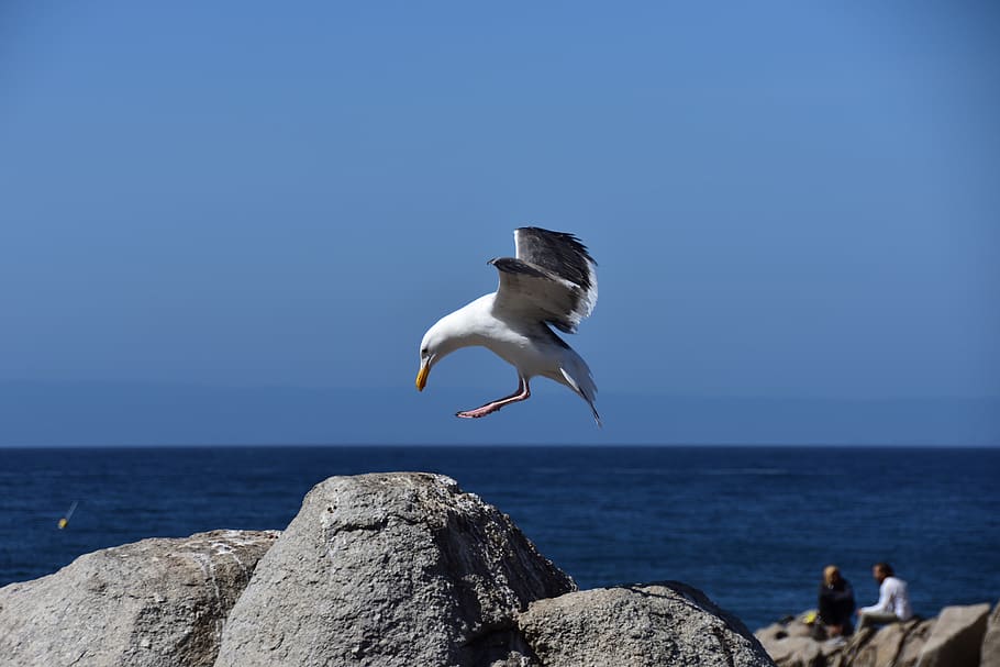 sea, waters, ocean, beach, nature, coast, sky, seagull, bird HD wallpaper